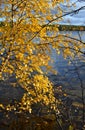 Autumn yellow leaves over the water Royalty Free Stock Photo