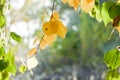 Autumn in the Yellow Leaves Park Royalty Free Stock Photo