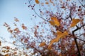 Autumn yellow curvy leaves and red berries on the branches of a hawthorn tree. Royalty Free Stock Photo