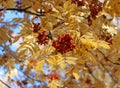 Autumn yellow leaves and red rowan berries close-up Royalty Free Stock Photo