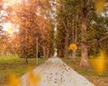 Autumn yellow leaves and red rowan berry tree branch on front blue sky nature landscape Royalty Free Stock Photo