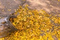 Autumn yellow leaves. Street area cleaning Royalty Free Stock Photo