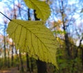 Autumn yellow leaves in sun rays in autumn forest