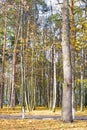 Autumn yellow leaves on tree in park. Golden autumn concept