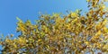 Autumn yellow leaves of trees against the blue sky. Horizontal arrangement