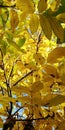 Autumn yellow leaves of trees against a background of clear blue sky. Vertical arrangement Royalty Free Stock Photo