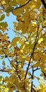 Autumn yellow leaves of trees against the blue sky.