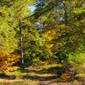 Autumn. Yellow leaves of trees and bright spruce in the rays of the bright sun