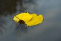 Autumn yellow leaves tumbling into water. Leaves on water. An autumn came Royalty Free Stock Photo