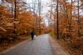 Autumn yellow leaves and walk the dog in forest at Tahquamenon Falls State Park in Michigan. Royalty Free Stock Photo