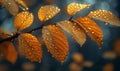 Autumn yellow leaves with water drops in the early morning Royalty Free Stock Photo