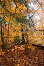 Autumn yellow leaves and water puddle in the forest at Tahquamenon Falls State Park in Michigan. Royalty Free Stock Photo