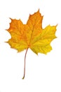 Autumn yellow maple leaf Royalty Free Stock Photo