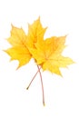 Autumn yellow maple leaf Royalty Free Stock Photo