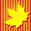 Autumn yellow maple leaf Royalty Free Stock Photo
