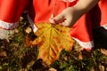 Autumn yellow maple leaf in child`s hand. Horizontal photo of a sunny day Royalty Free Stock Photo