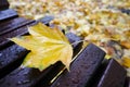 Autumn in the park details yellow maple leaf Royalty Free Stock Photo
