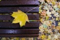 Autumn in the park yellow maple leaf flatlay Royalty Free Stock Photo