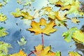 Autumn, yellow maple leaf with cut out heart lying in the puddle Royalty Free Stock Photo