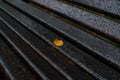 Autumn, a yellow maple leaf fell on a wet Park bench