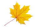 Autumn yellow maple leaf isolated Royalty Free Stock Photo