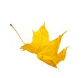 Autumn yellow maple leaf isolated on white background Royalty Free Stock Photo