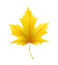 Autumn yellow maple leaf leaves. Vector illustration