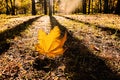 An autumn yellow maple leaf lies on the ground in the sun\'s rays. Light and shadow on the ground. Royalty Free Stock Photo