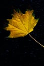 In autumn, a yellow maple leaf lies on the rear window of a car with drops of water Royalty Free Stock Photo