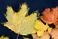 In autumn, a yellow maple leaf lies on the rear window of a car with drops of water Royalty Free Stock Photo