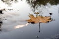 Autumn yellow maple leaf in puddle on asphalt Royalty Free Stock Photo