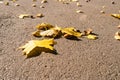Autumn yellow maple leaves and acorns on brown asphalt in bright sunlight Royalty Free Stock Photo