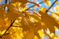 Autumn yellow maple leaves against the blue sky. Bright yellow maple branches. Royalty Free Stock Photo