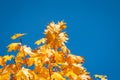 Autumn yellow maple leaves against the blue sky. Bright yellow maple branches. Royalty Free Stock Photo