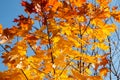 Autumn yellow maple leaves against the blue sky. Bright yellow and red maple branches. Royalty Free Stock Photo