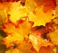 Autumn yellow maple leaves background