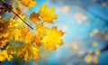 Autumn yellow maple leaves on a blurred forest background, very shallow focus. Colorful foliage in the autumn park. Excellent Royalty Free Stock Photo