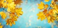 Autumn yellow maple leaves on a blurred forest background, very shallow focus. Colorful foliage in the autumn park. Excellent Royalty Free Stock Photo