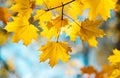 Autumn yellow maple leaves on a blurred forest background, very shallow focus. Colorful foliage in the autumn park. Excellent Royalty Free Stock Photo