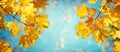 Autumn yellow maple leaves on a blurred forest background, very shallow focus. Colorful foliage in the autumn park. Excellent Royalty Free Stock Photo