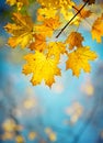 Autumn yellow maple leaves on a blurred forest background, very shallow focus. Colorful foliage in the autumn park. Excellent Royalty Free Stock Photo