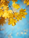 Autumn yellow maple leaves on a blurred forest background, very shallow focus. Colorful foliage in the autumn park. Excellent Royalty Free Stock Photo