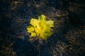 Autumn yellow maple leaves on glowing water surface. Fallen foliage in the stream. Beautiful nature background, copy space Royalty Free Stock Photo