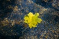 Autumn yellow maple leaves on glowing water surface. Fallen foliage in the stream. Beautiful nature background, copy space Royalty Free Stock Photo