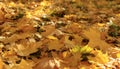 Autumn yellow maple leaves on the ground soft focus photography. Natural fall pattern background. City park in sunny autumn day Royalty Free Stock Photo