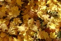 Autumn yellow maple leaves on the ground soft focus photography. Natural fall pattern background. City park in sunny autumn day Royalty Free Stock Photo