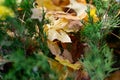 Autumn yellow maple leaves that have fallen into a coniferous bush with evergreen branches. Beautiful contrasting colors of the