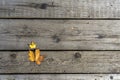 Autumn yellow maple leaves lie on the old unpainted wooden floor.