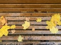 Autumn yellow maple leaves lie on a park bench wet from the rain, selective focus Royalty Free Stock Photo