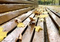 Autumn yellow maple leaves lie on a park bench wet from the rain, selective focus Royalty Free Stock Photo